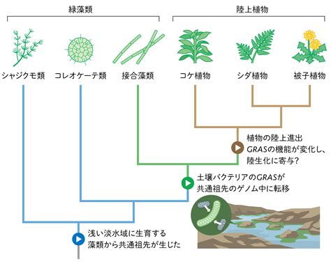 植物化|生物はどうやって「植物へ進化」したのか？葉緑体を。